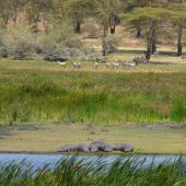  Ngorongoro Crater, TZ